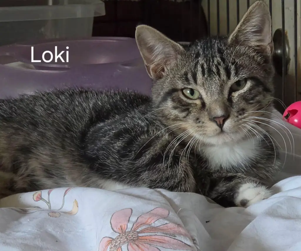Loki