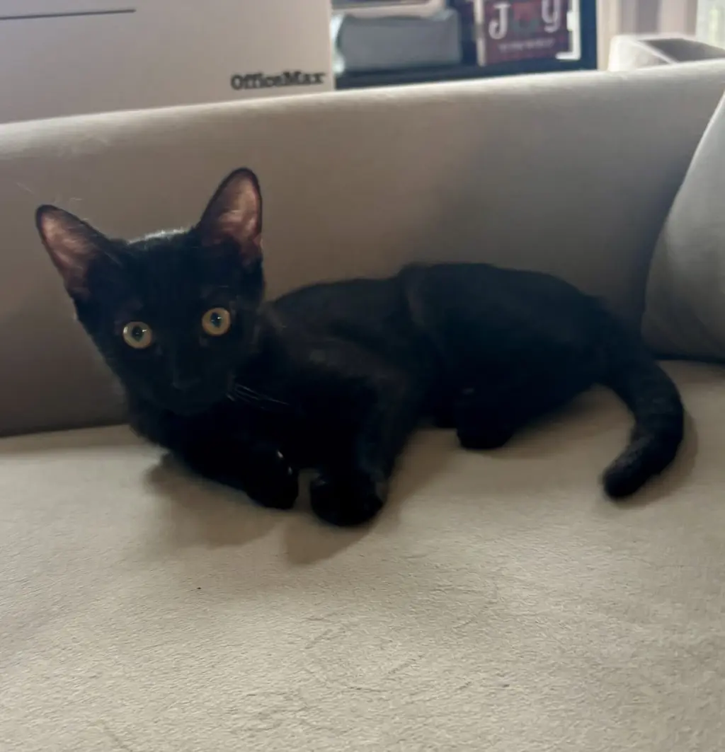 Kelly(must be adopted w/Konnie