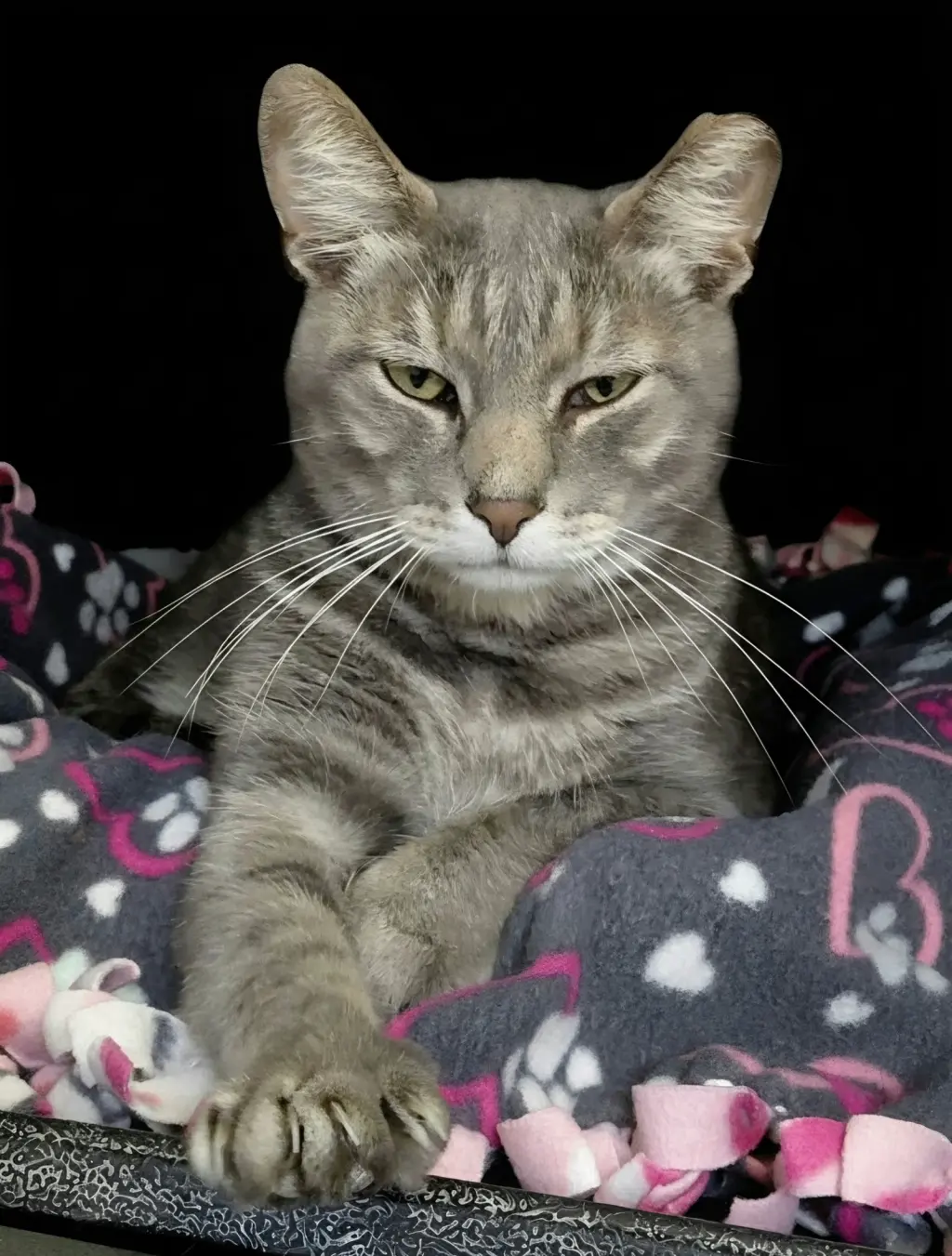 Millie (bonded with Vern)