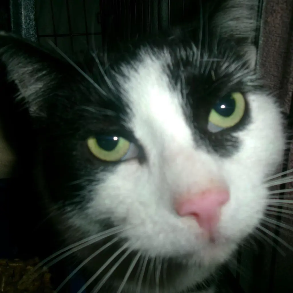 Rhodes (Working Cat)