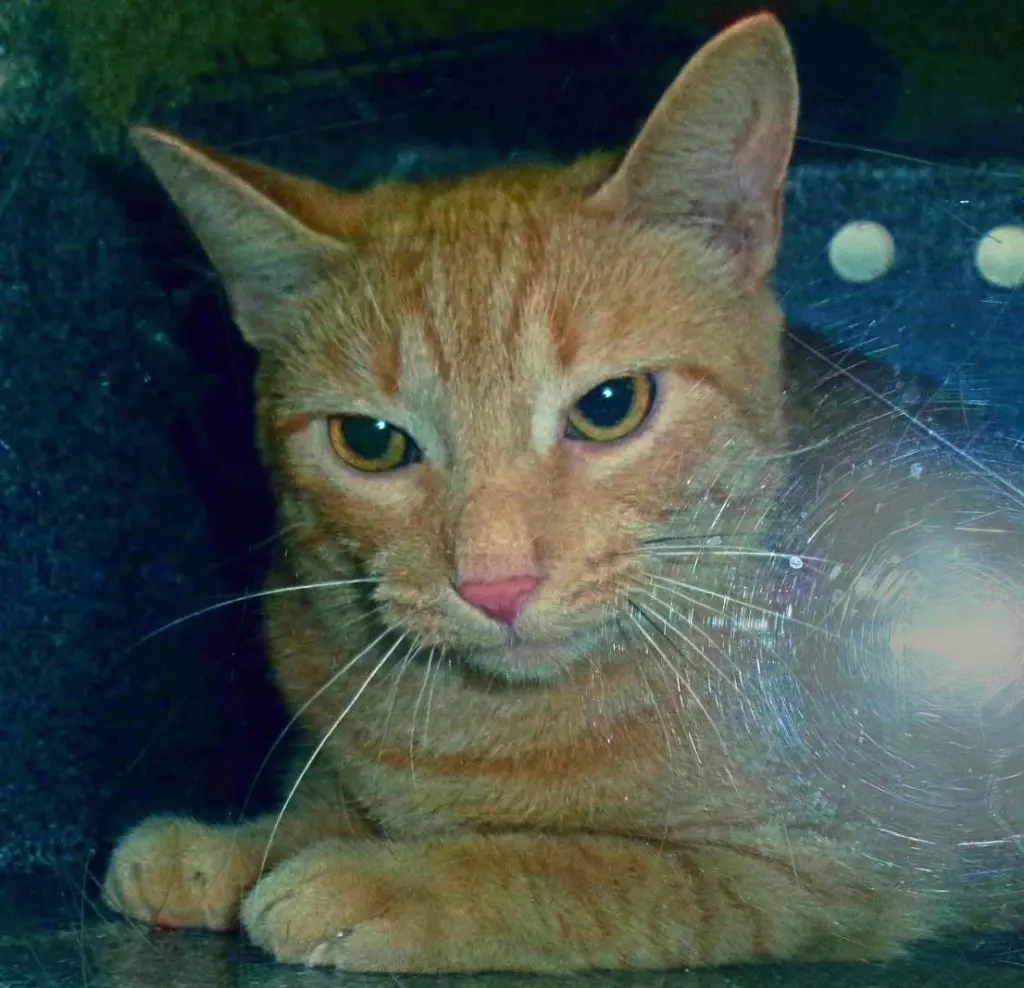 Reggae (Working Cat)