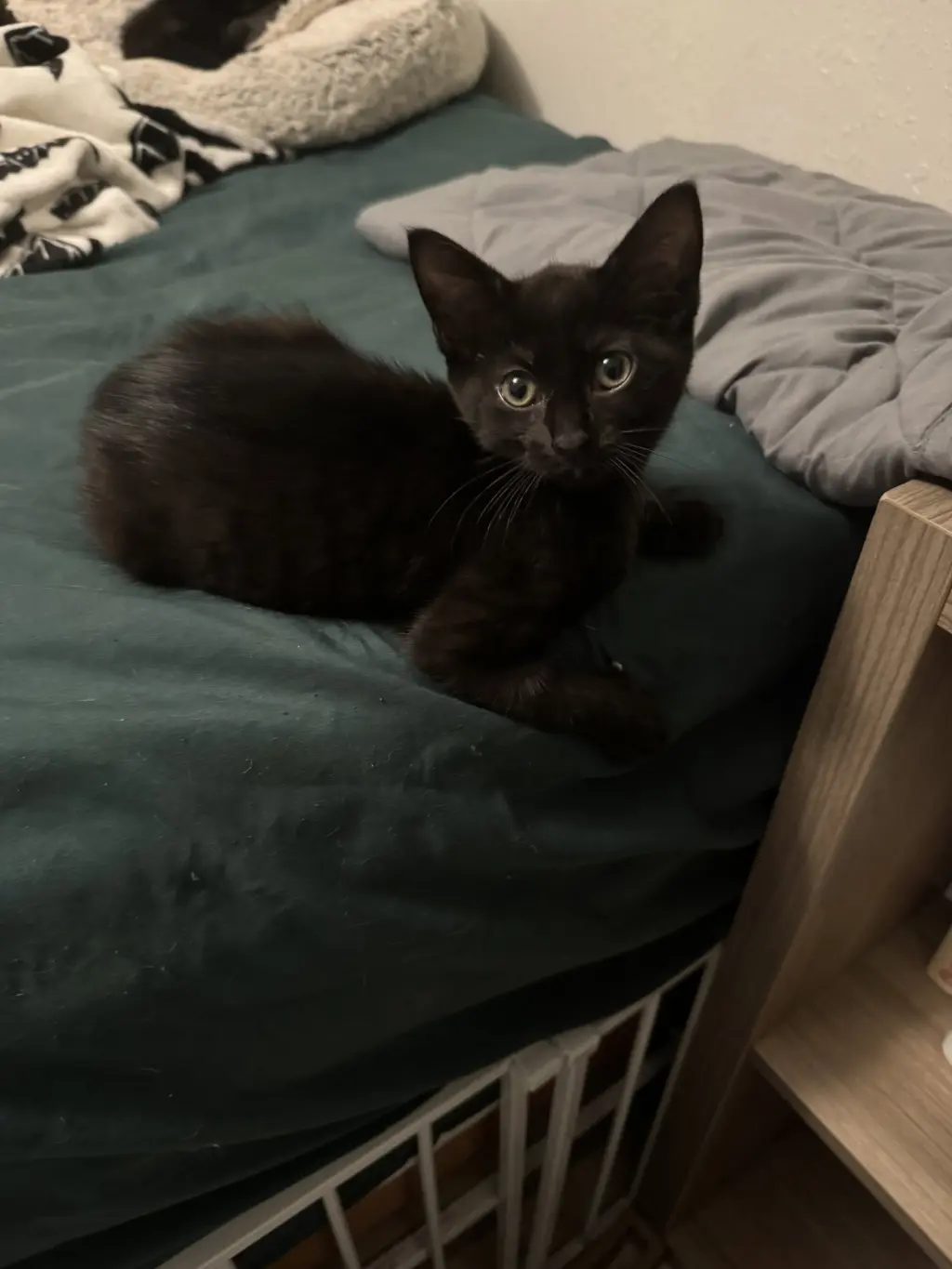 Felix (new)