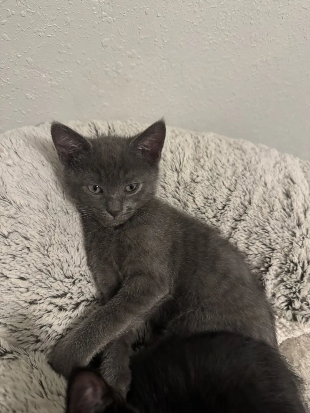Brock (new)