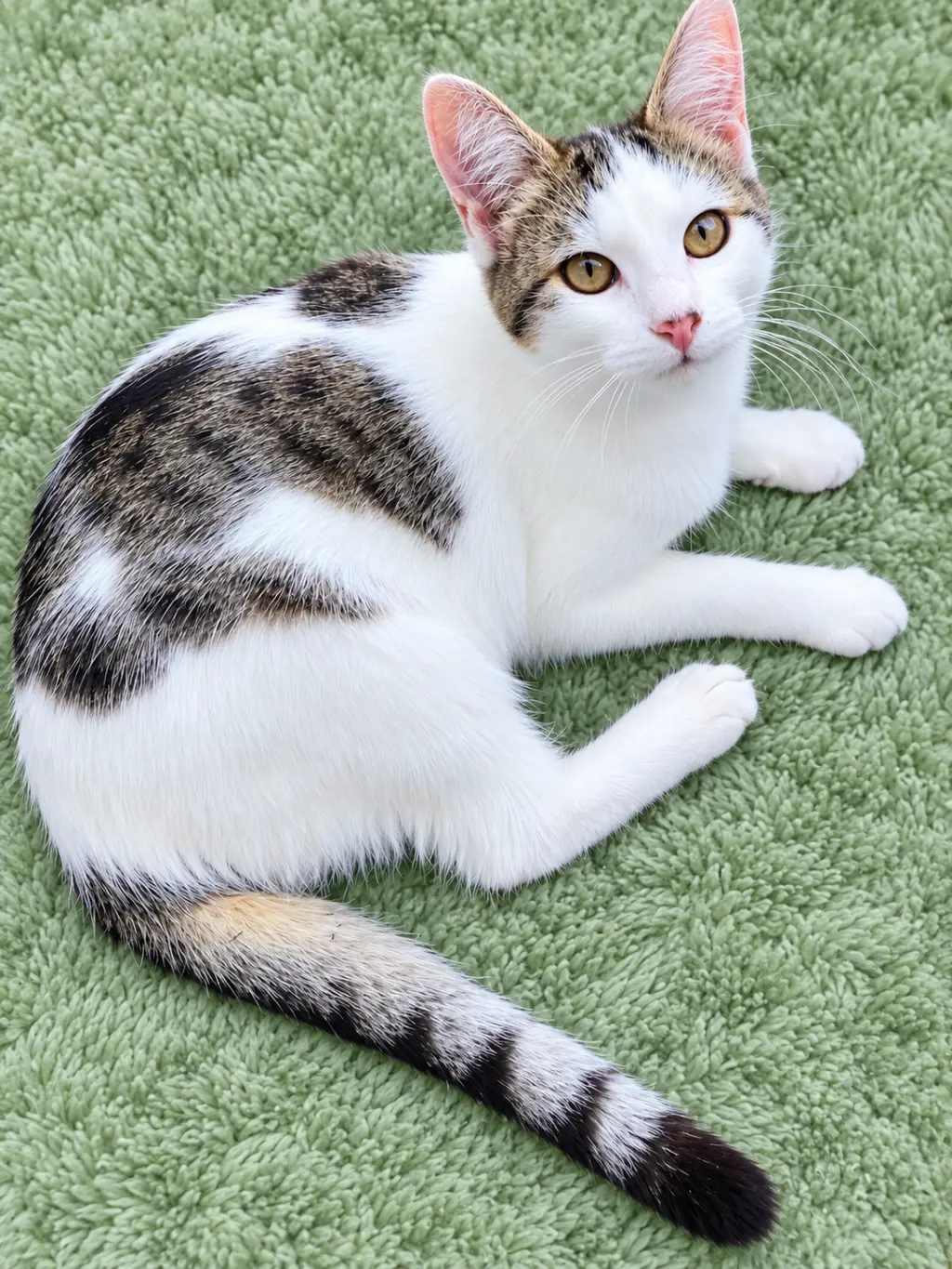 MIMI #2048 - Offered by Owner - Teen Family Cat