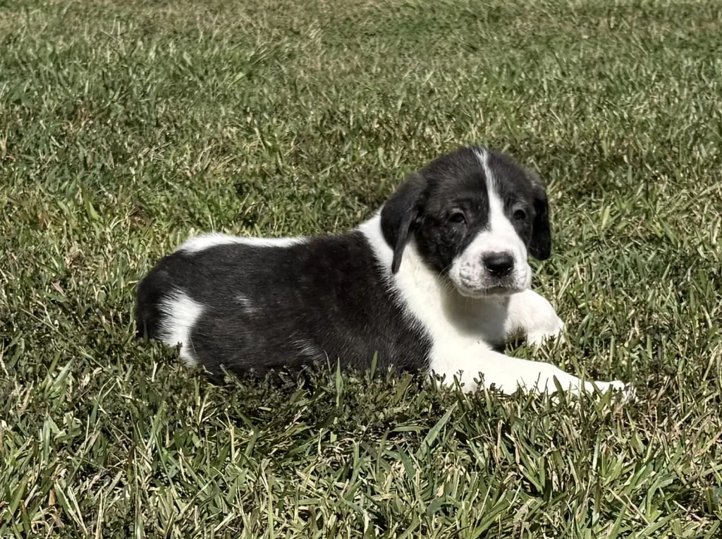 Casper - Halloween Litter