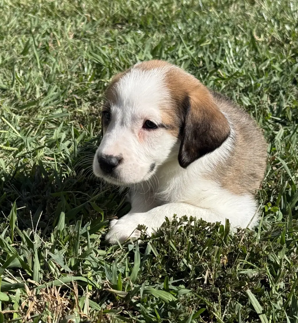 Ash - Halloween Litter