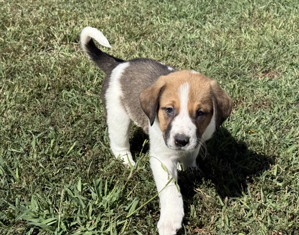 Ripley - Halloween Litter