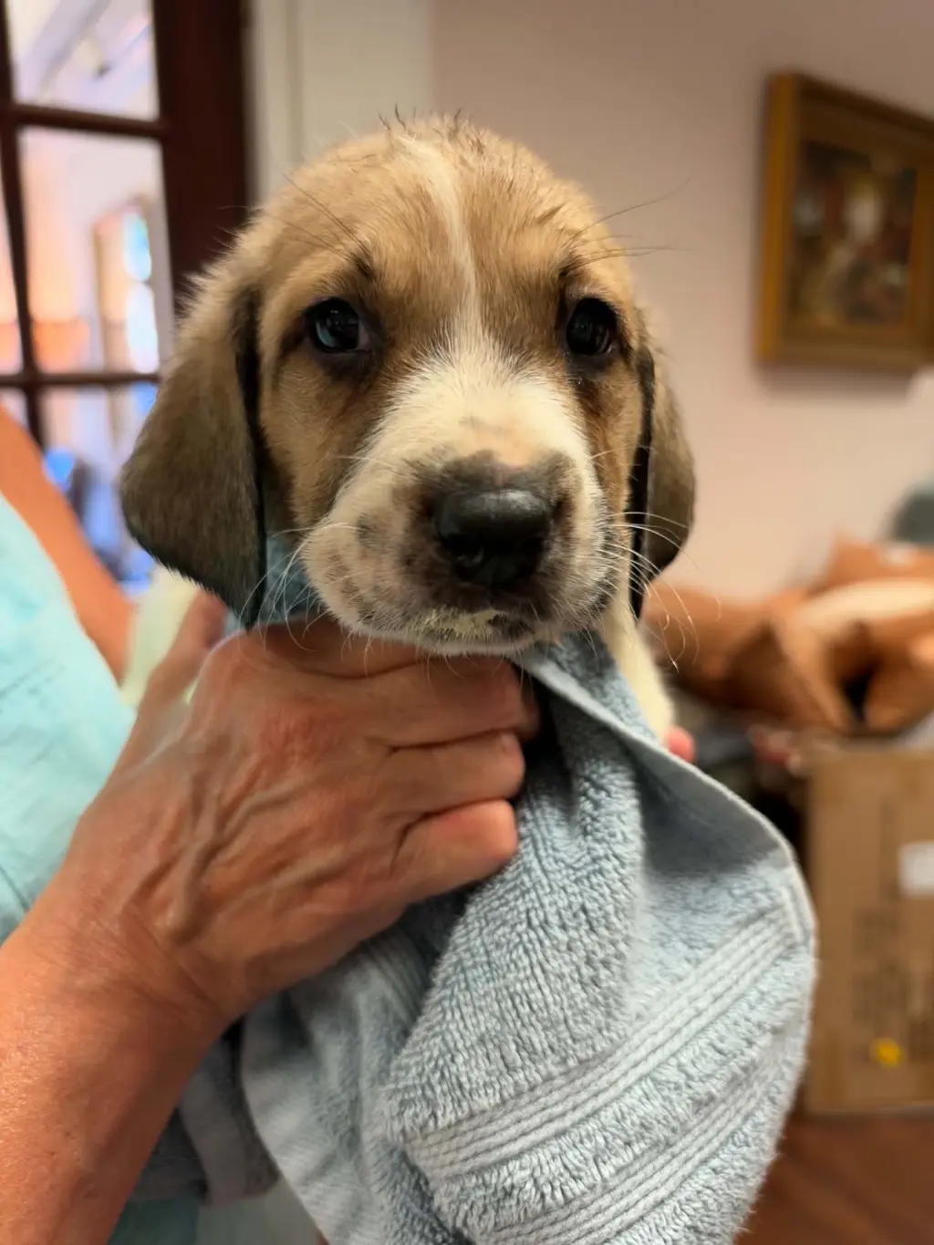 Merlin - Halloween Litter