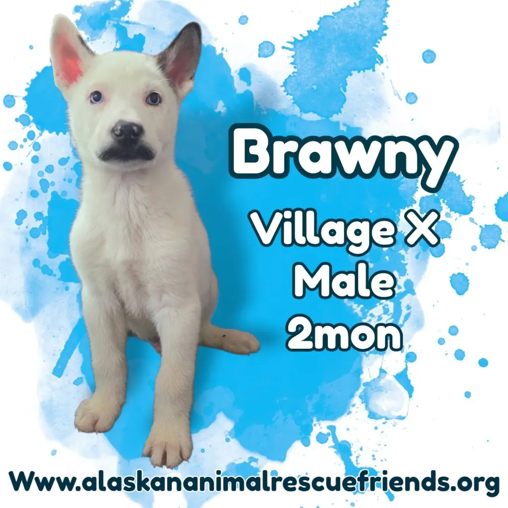 Brawny