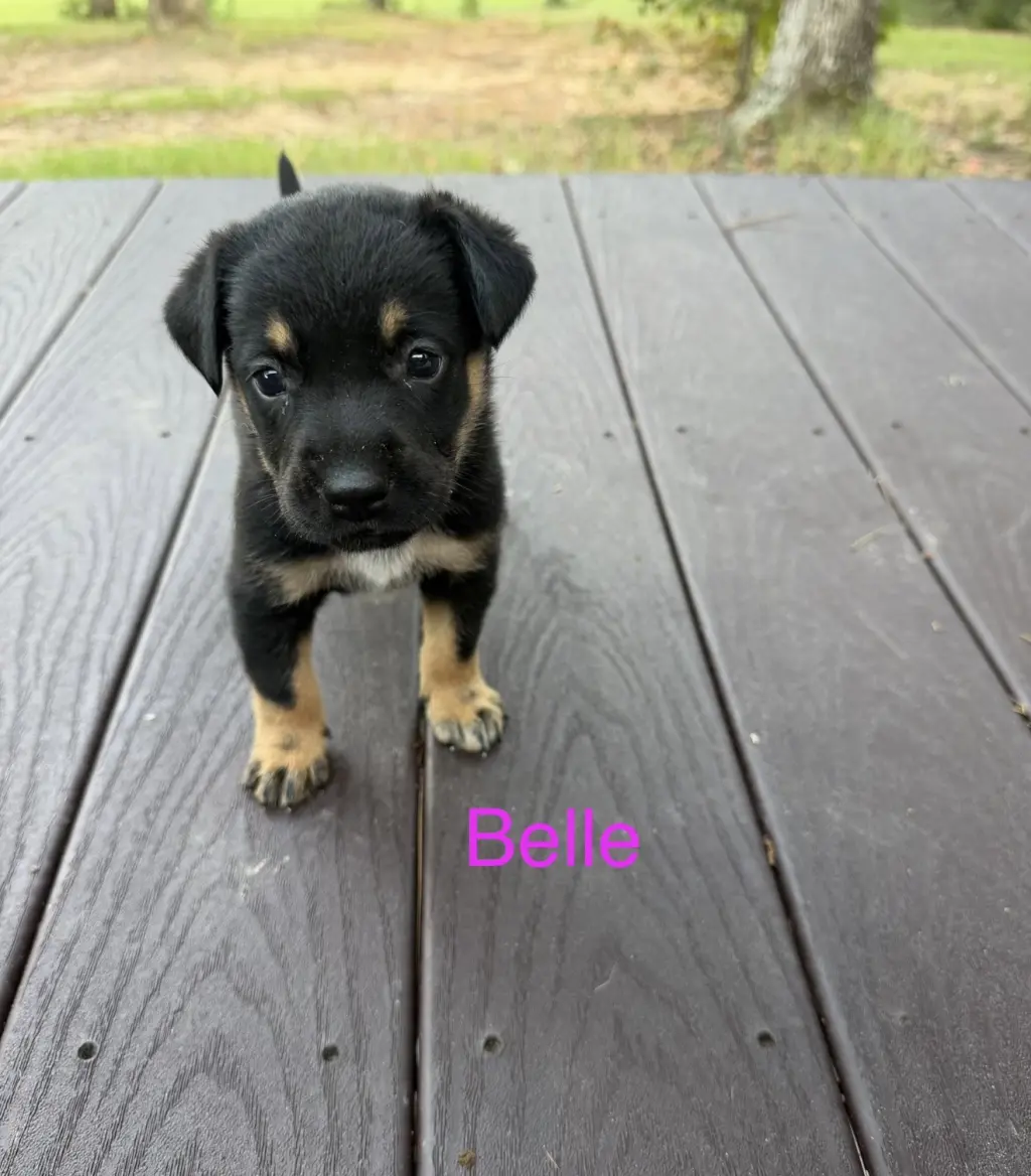 Belle