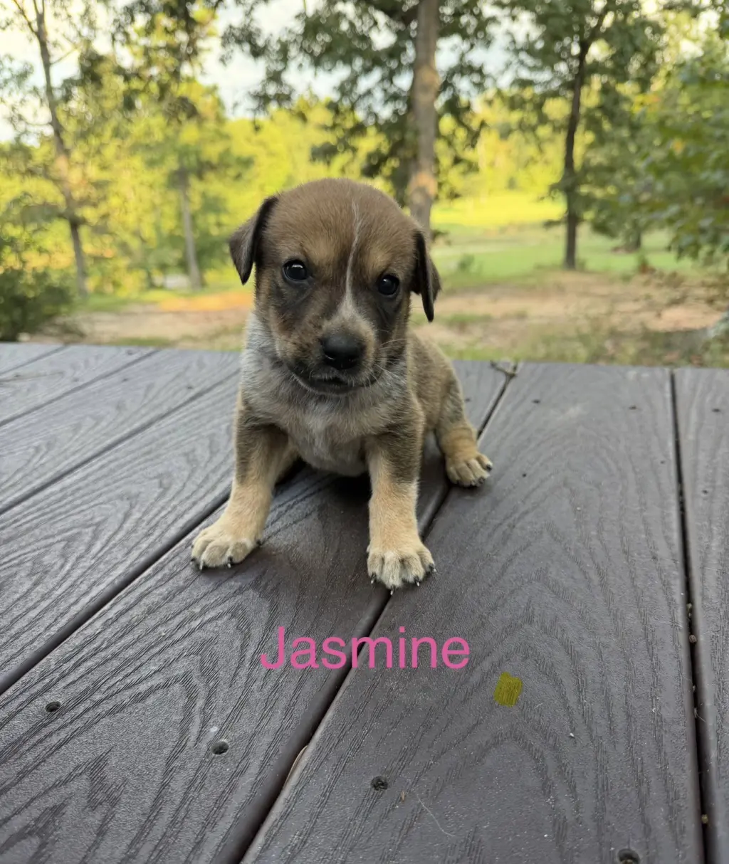 Jasmine