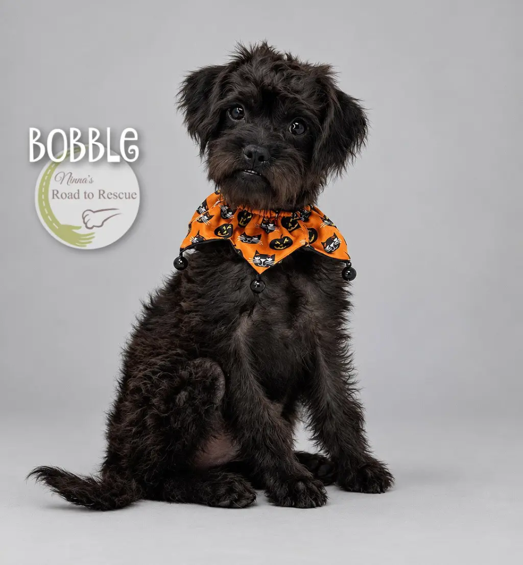 Bobble