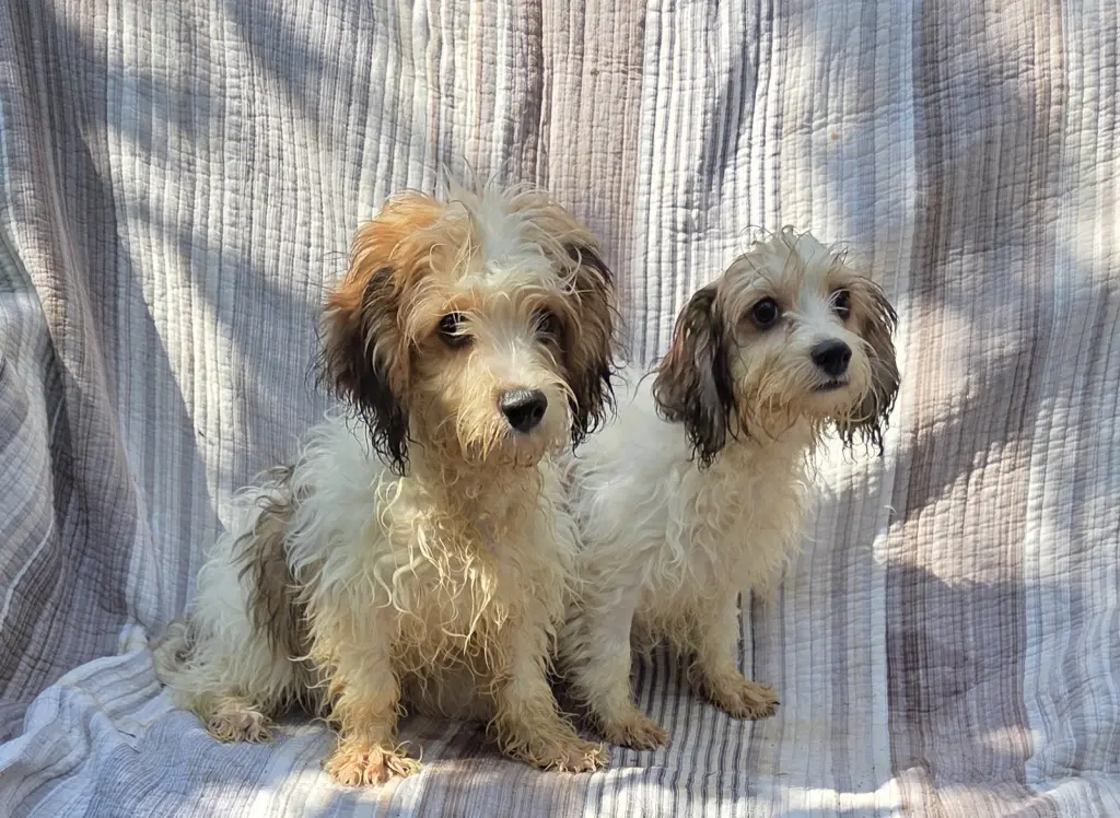 CAVACHON 1 male,1 female