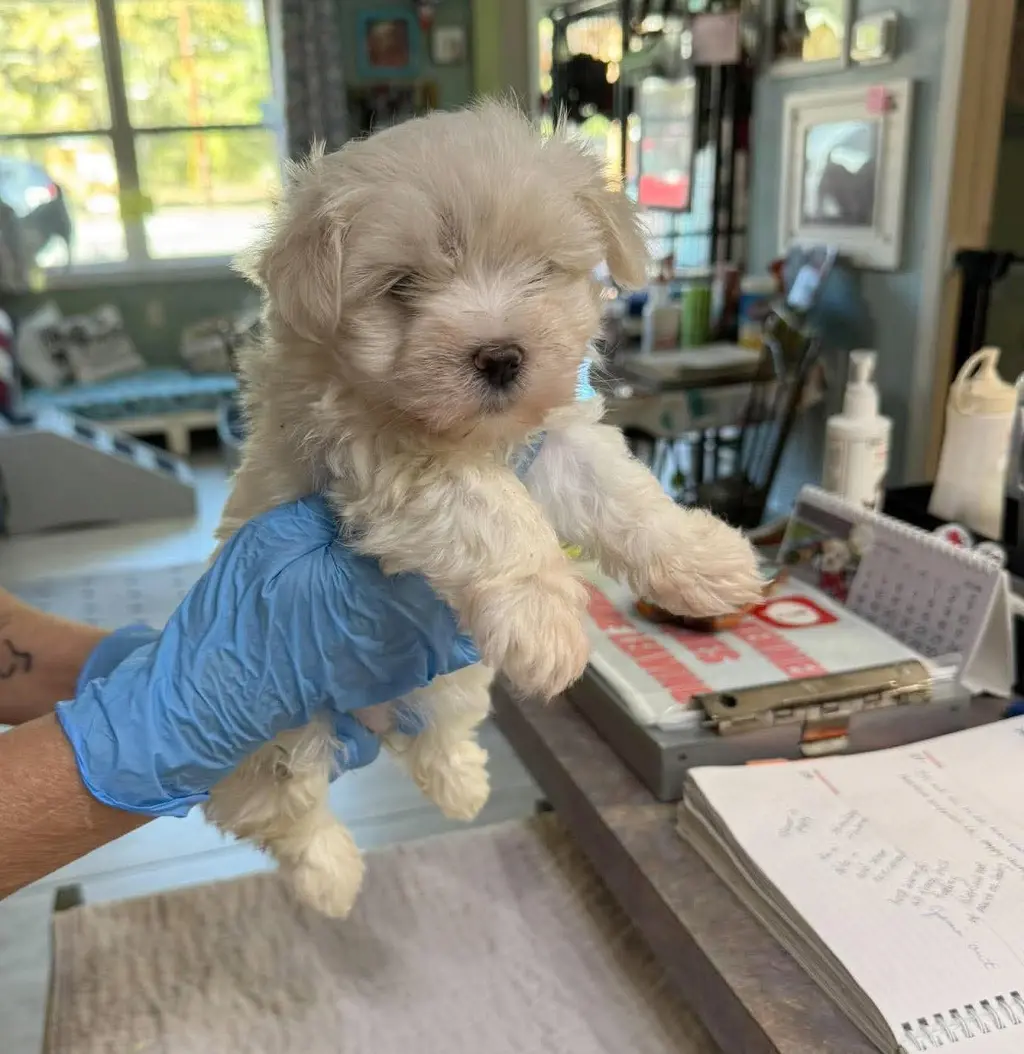 Bixie (NOT YET AVAILABLE)