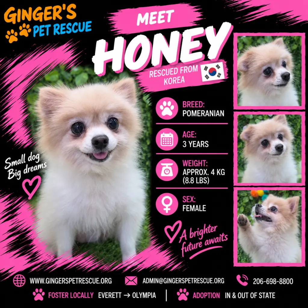 Honey From Korea