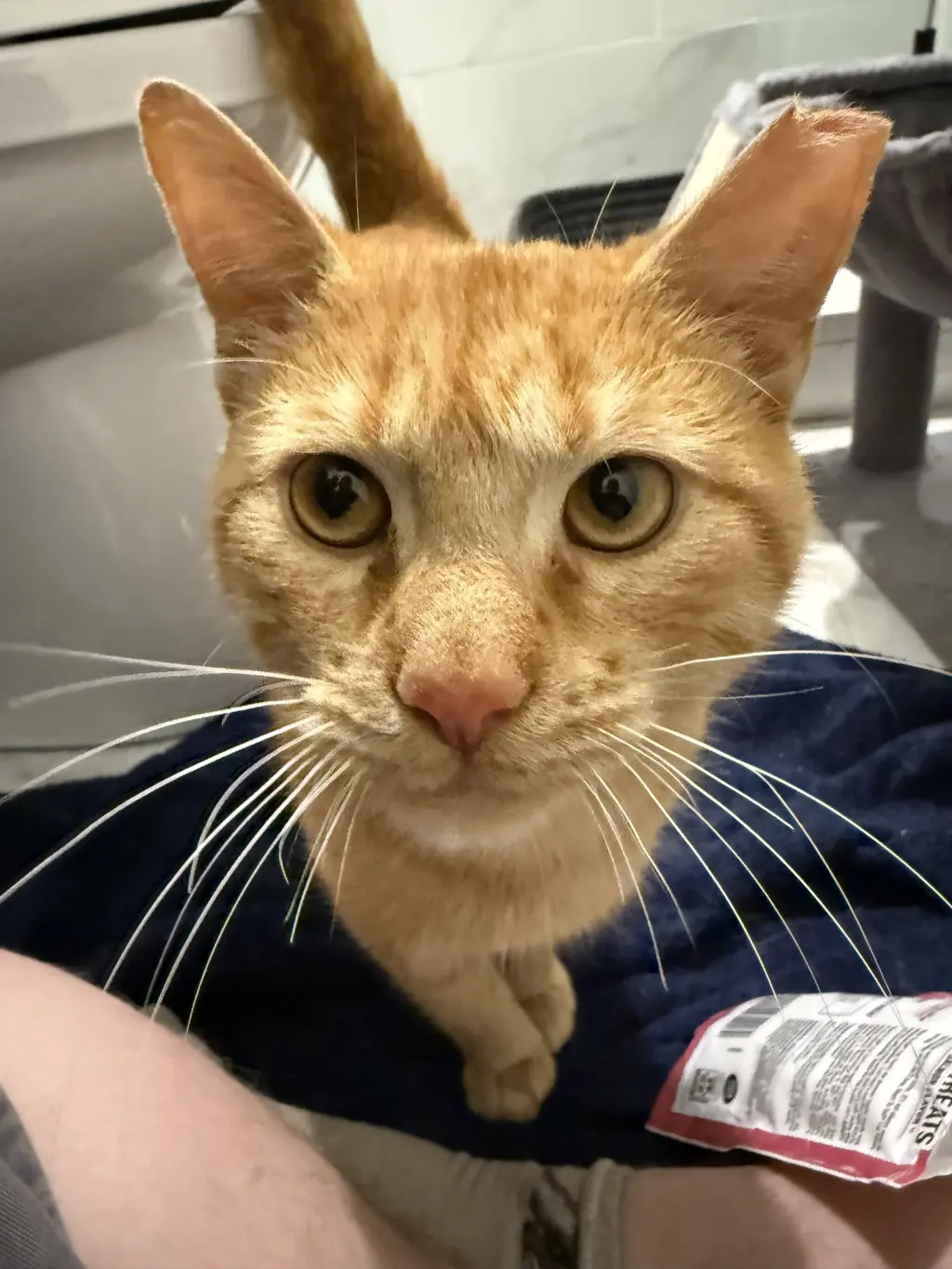Sweden and Shrimp (bonded pair)