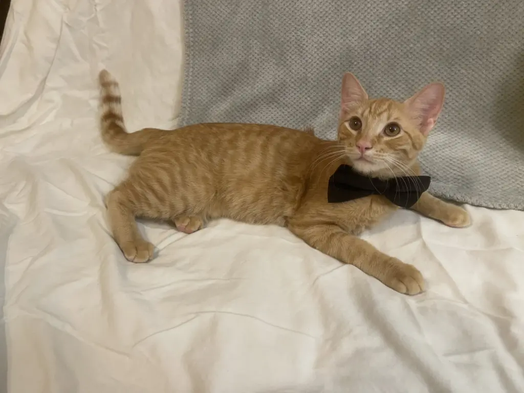 Garfield