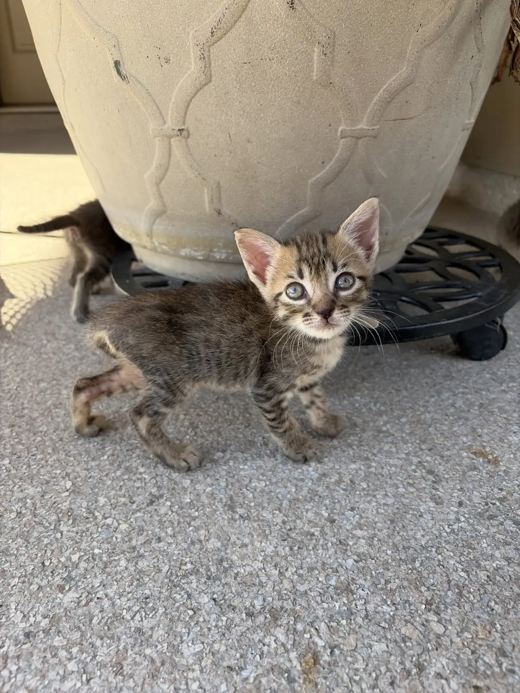 Loretta Lyn
