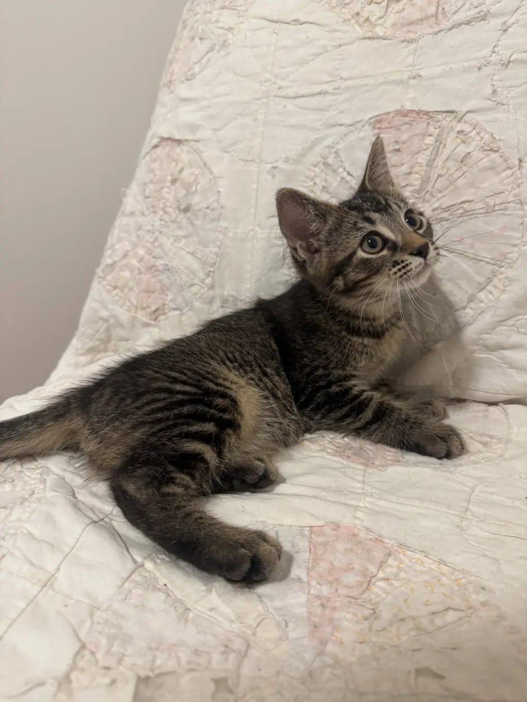 Scout