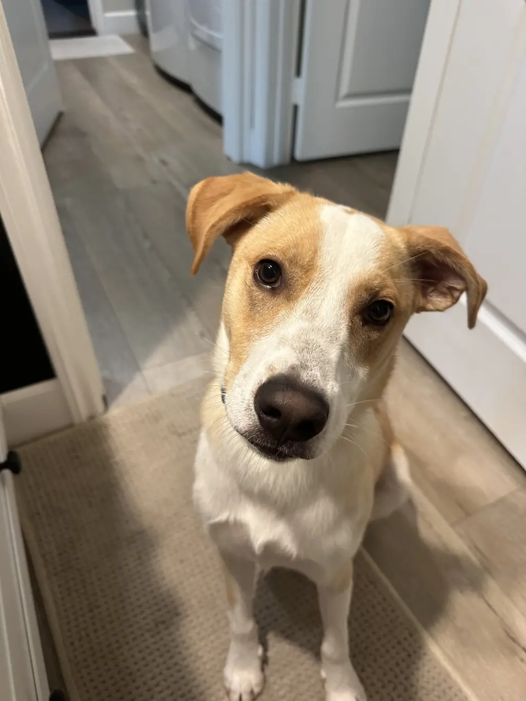 Goofy aka Skipper