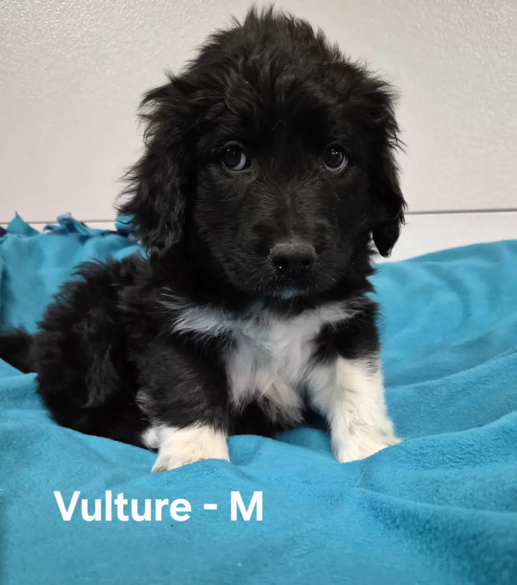 Vulture
