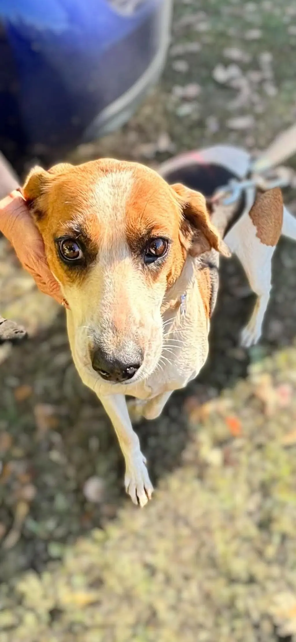 Loretta-Not at the Shelter (Wendy)