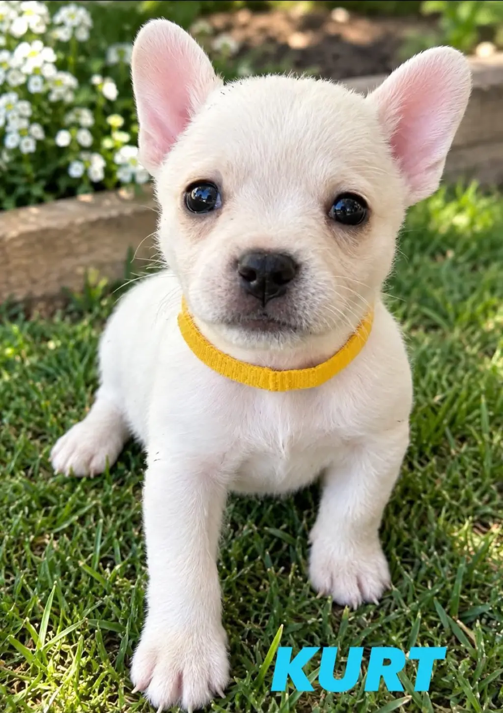 Kurt