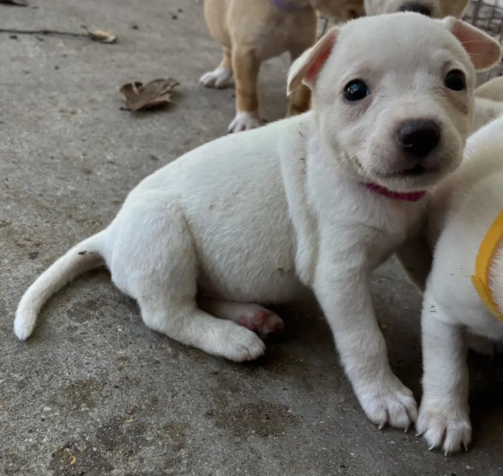 Kira