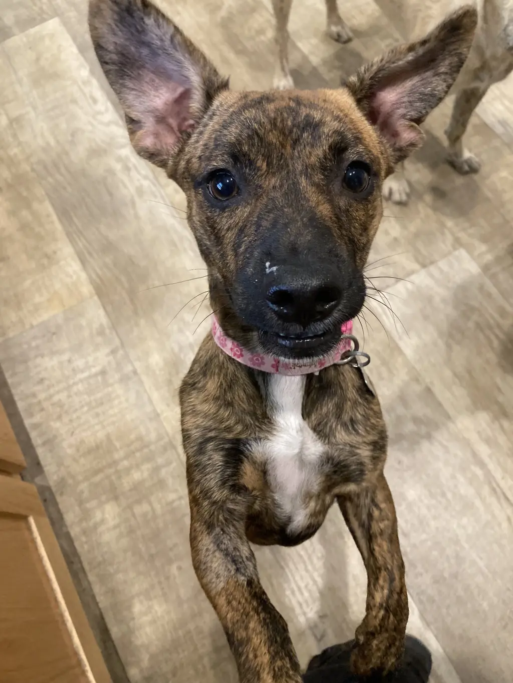 Nala
