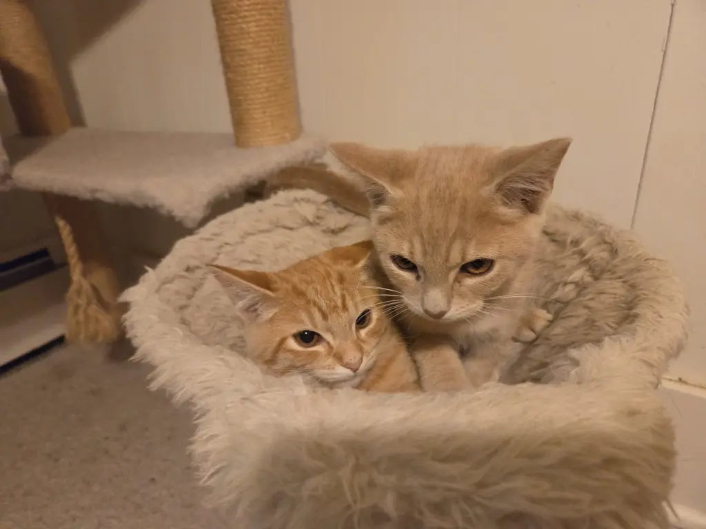 Fred and George (FCID# 10/05/2026 - 11, 12)