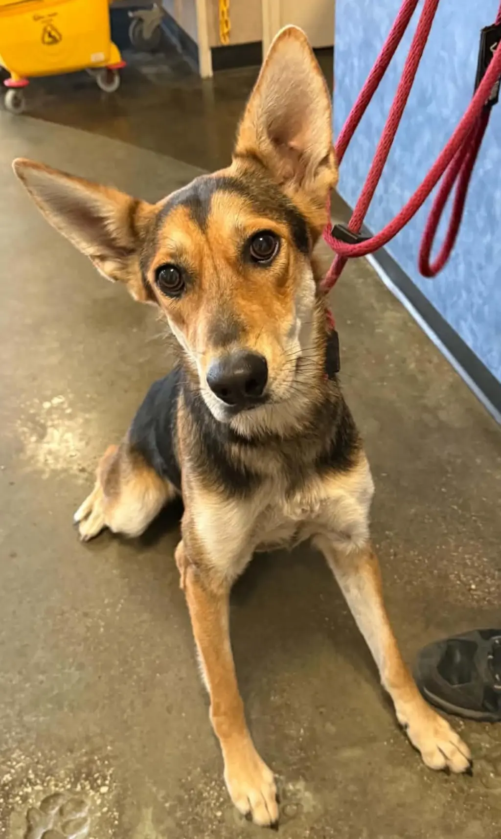 Found stray: Nesta