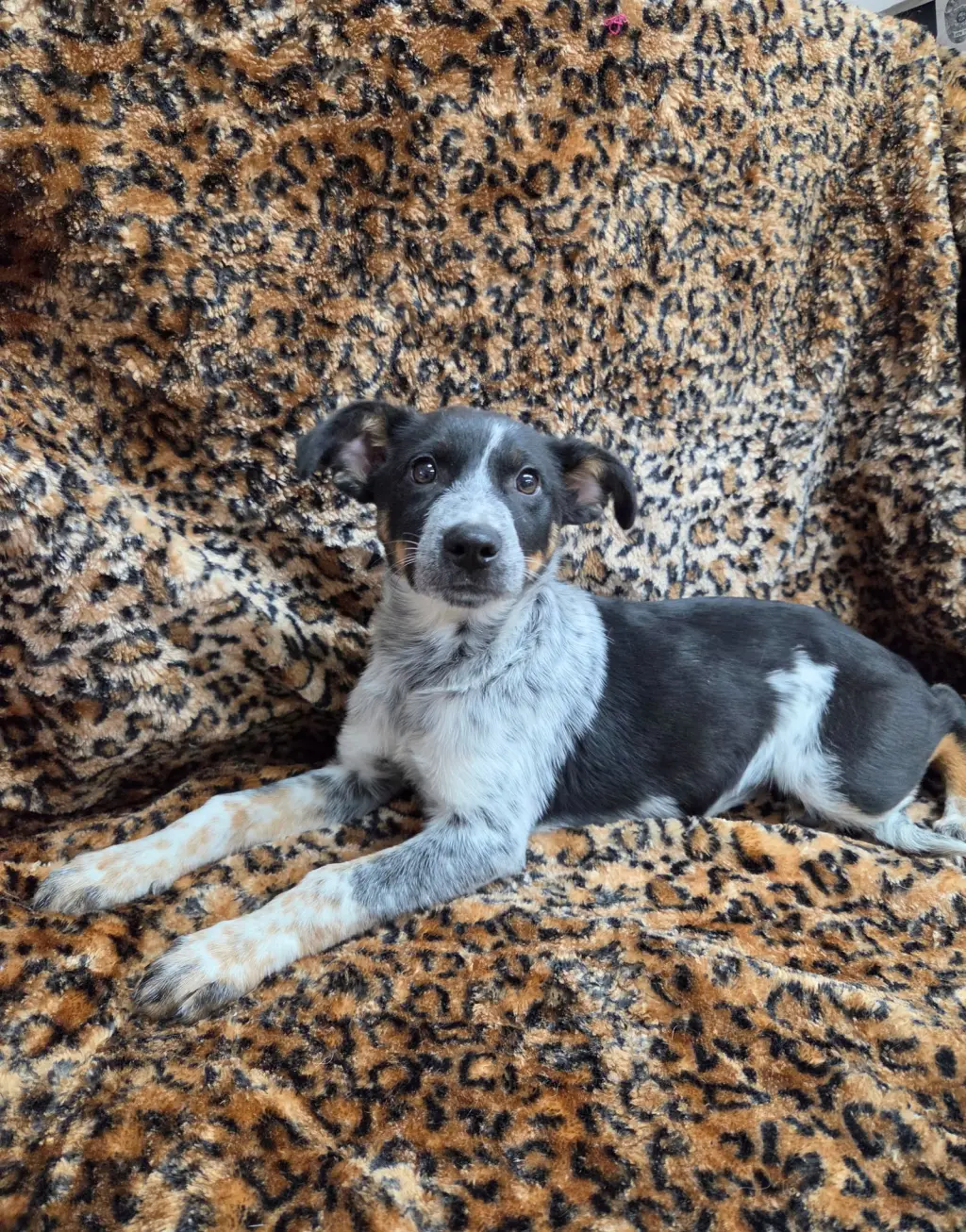 Clementine