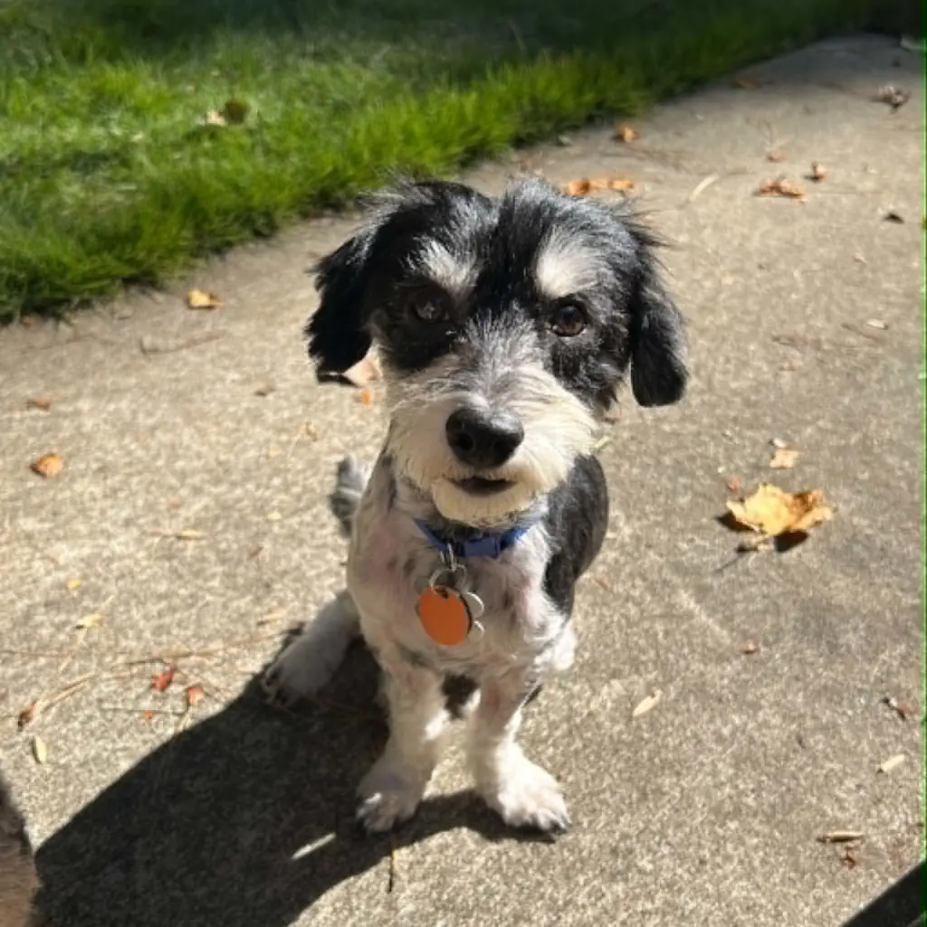 Rocky the Poodle