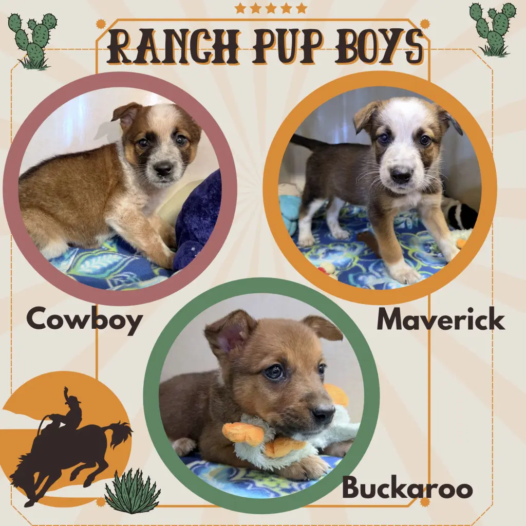 Ranch Pup Boys (Puppy)