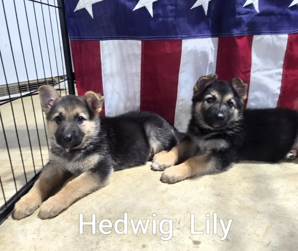 Lily 7617
