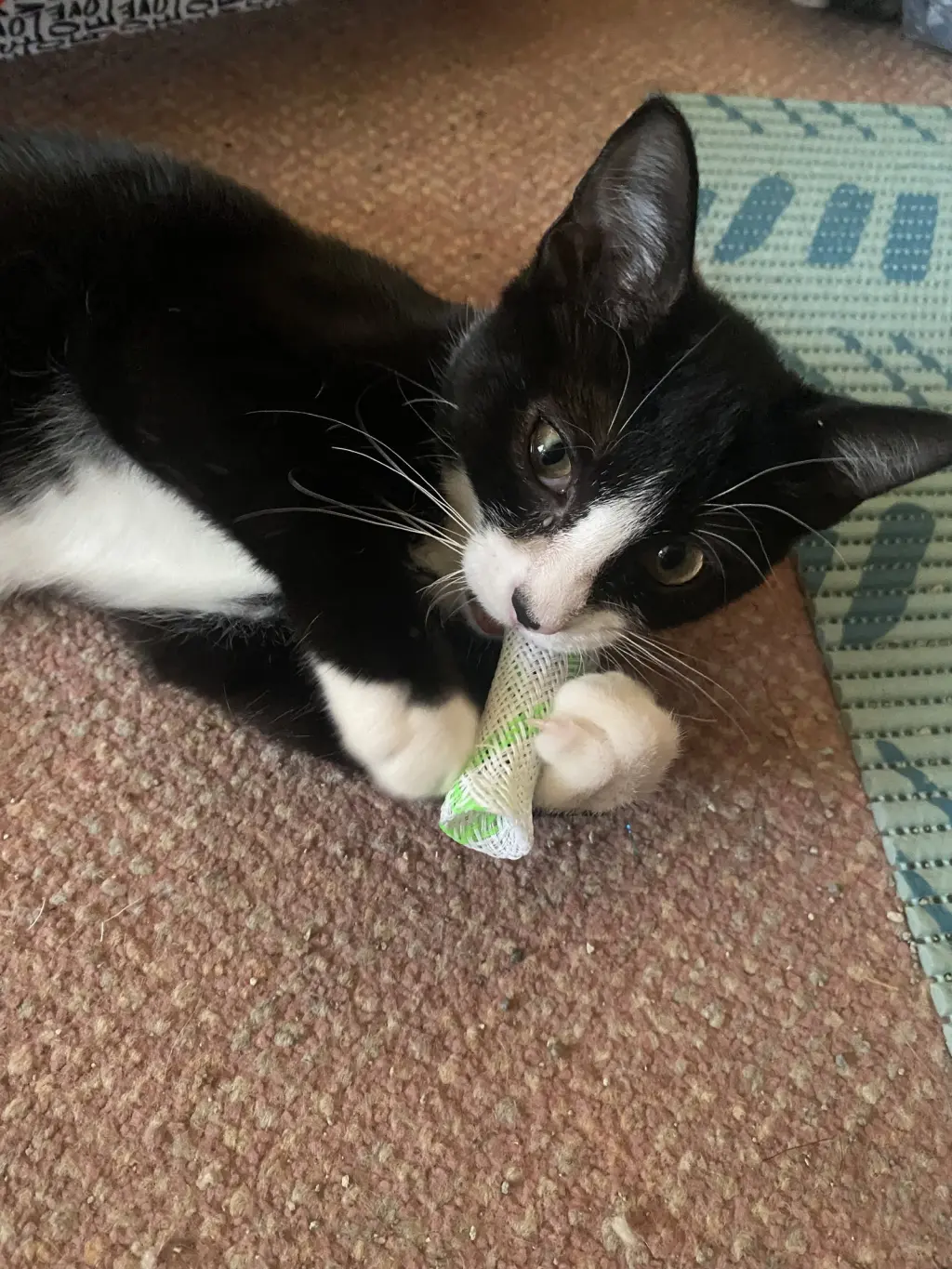 Ringo (f) Willow Grove Area, (FCID 10/14/2026-118)
