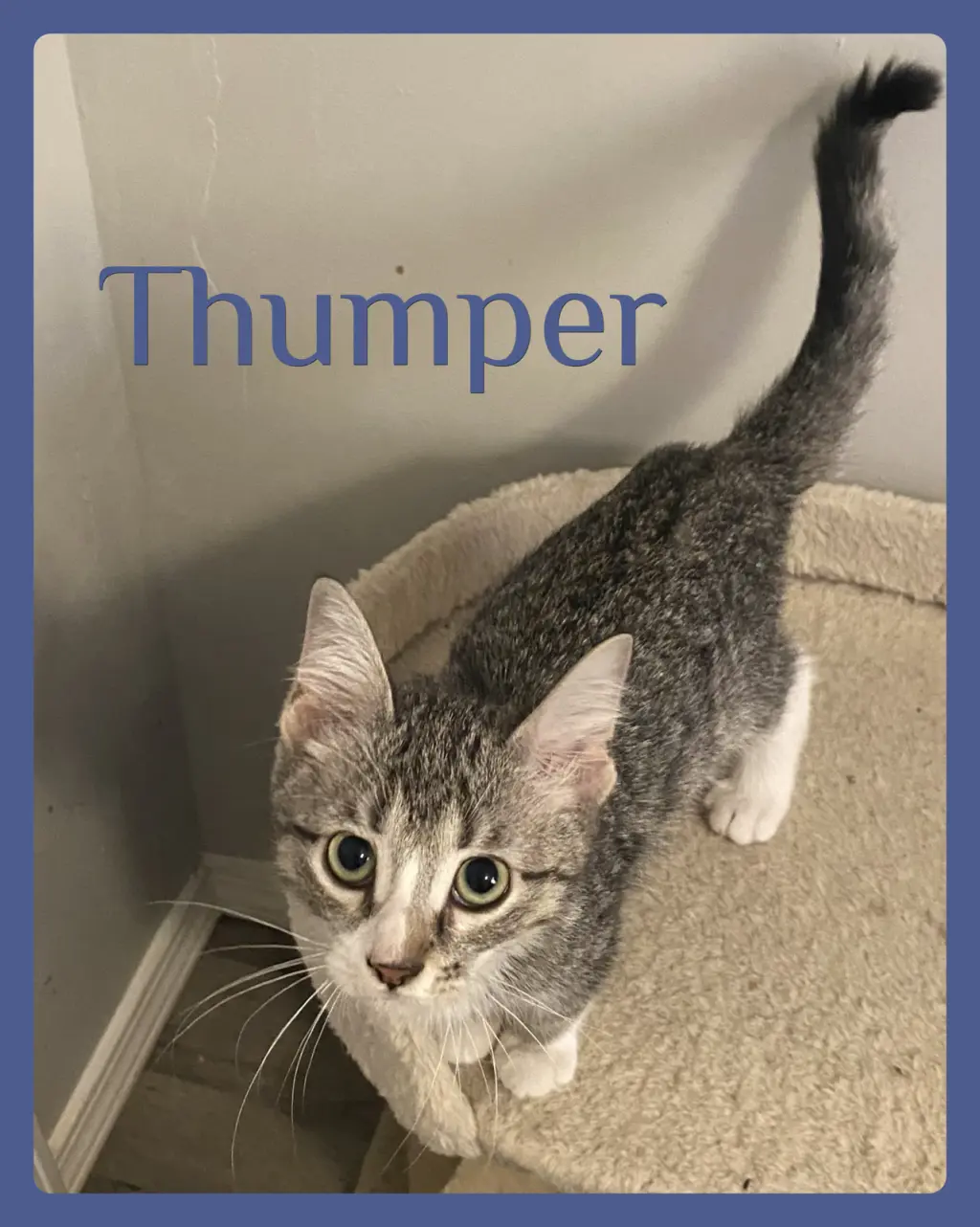 THUMPER