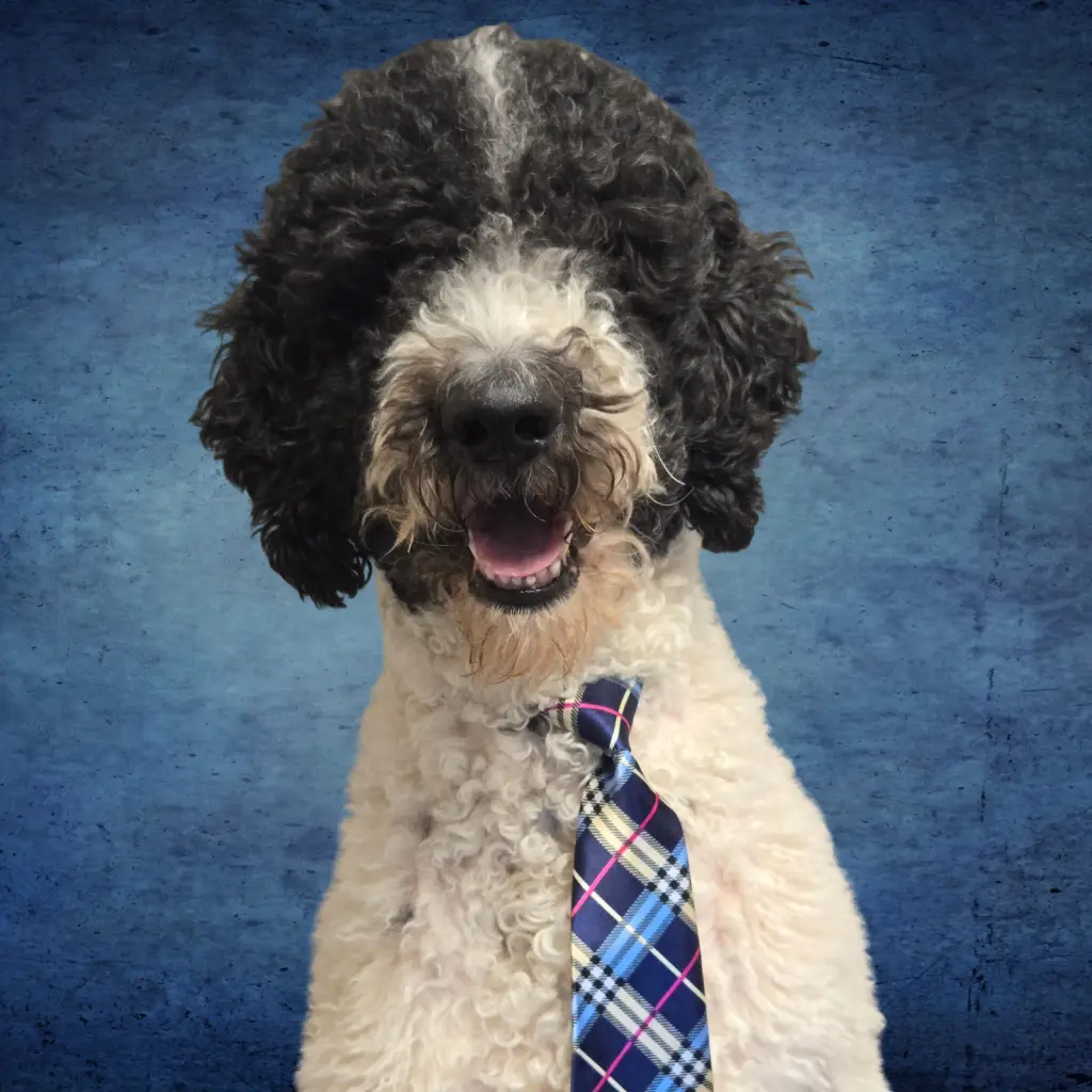 Dave from Accounting