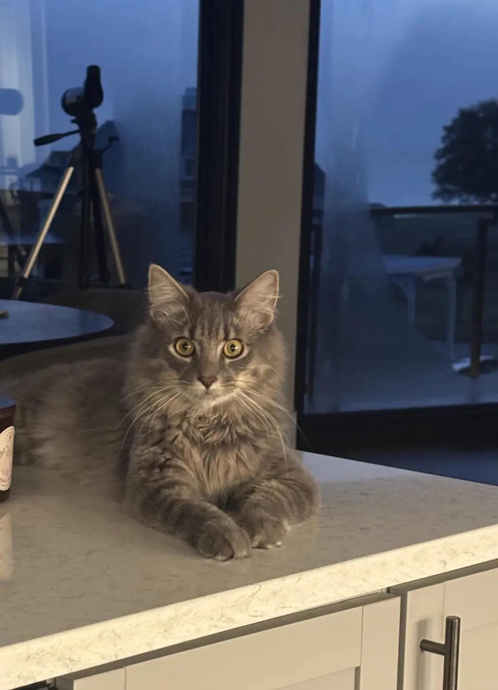 Finn