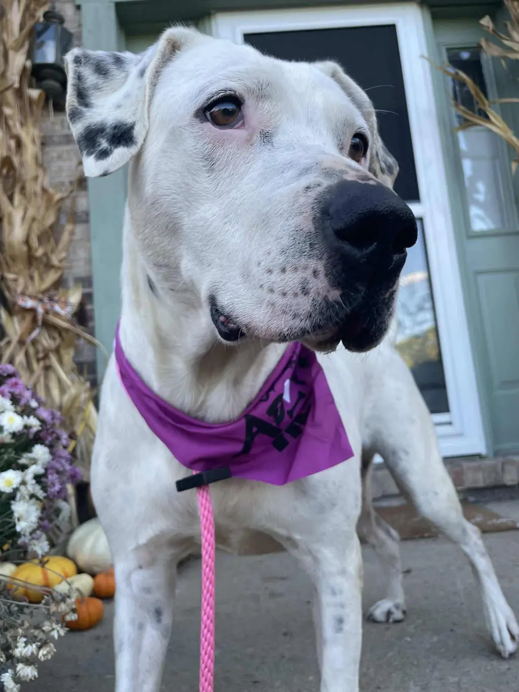 Gigi