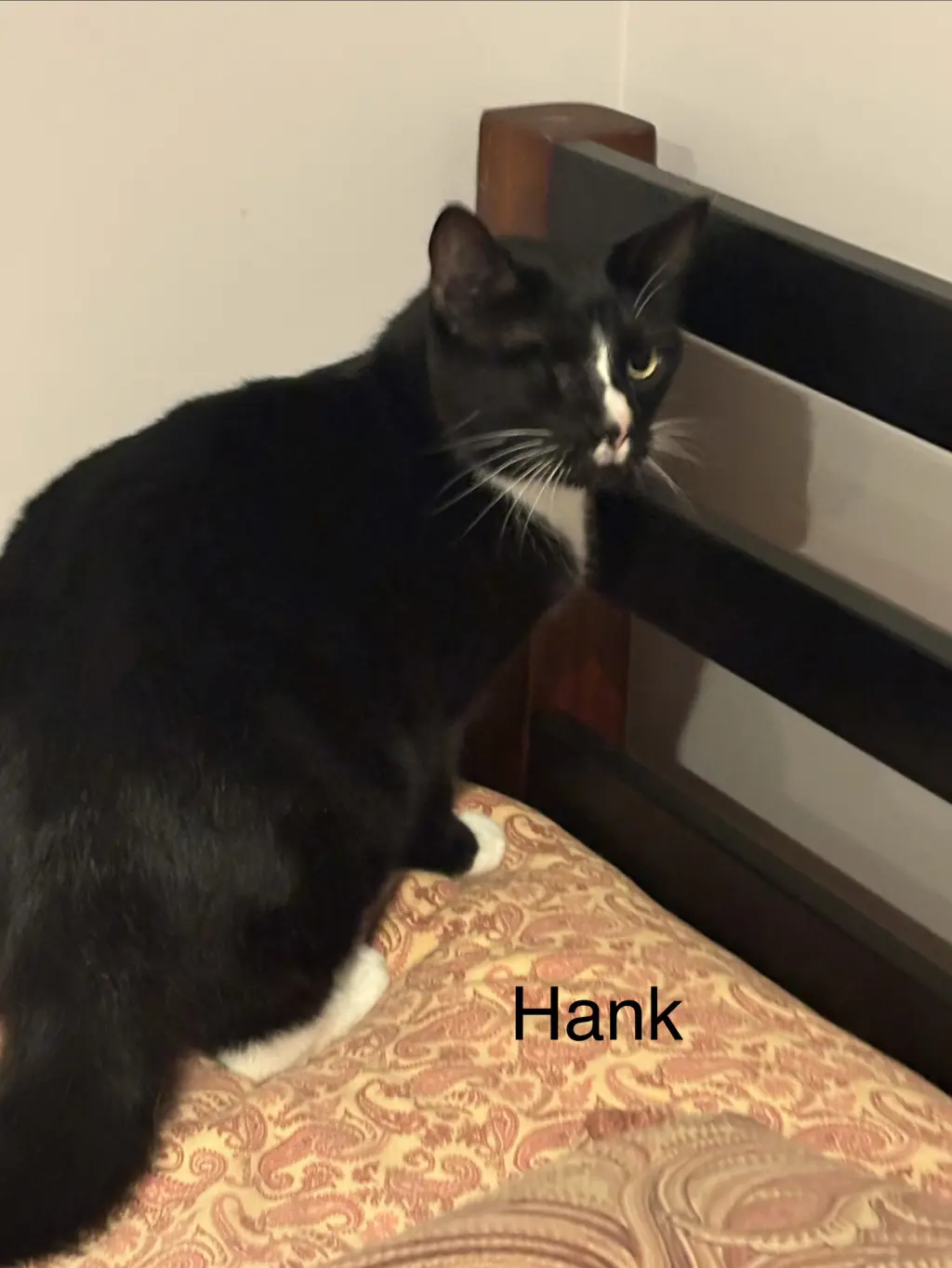 Hank  (th)