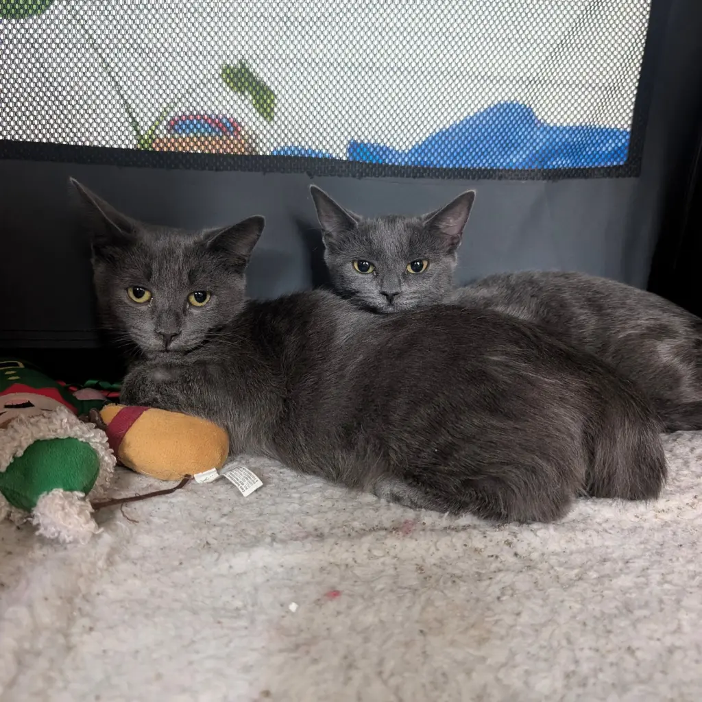 Cinder & Ash