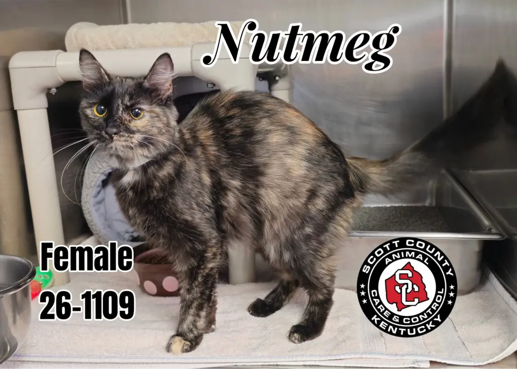 Nutmeg