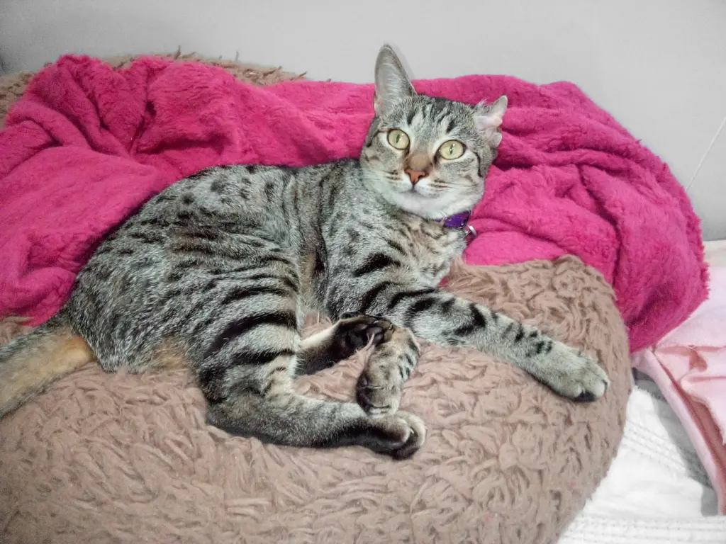 Baya (Courtesy Post)