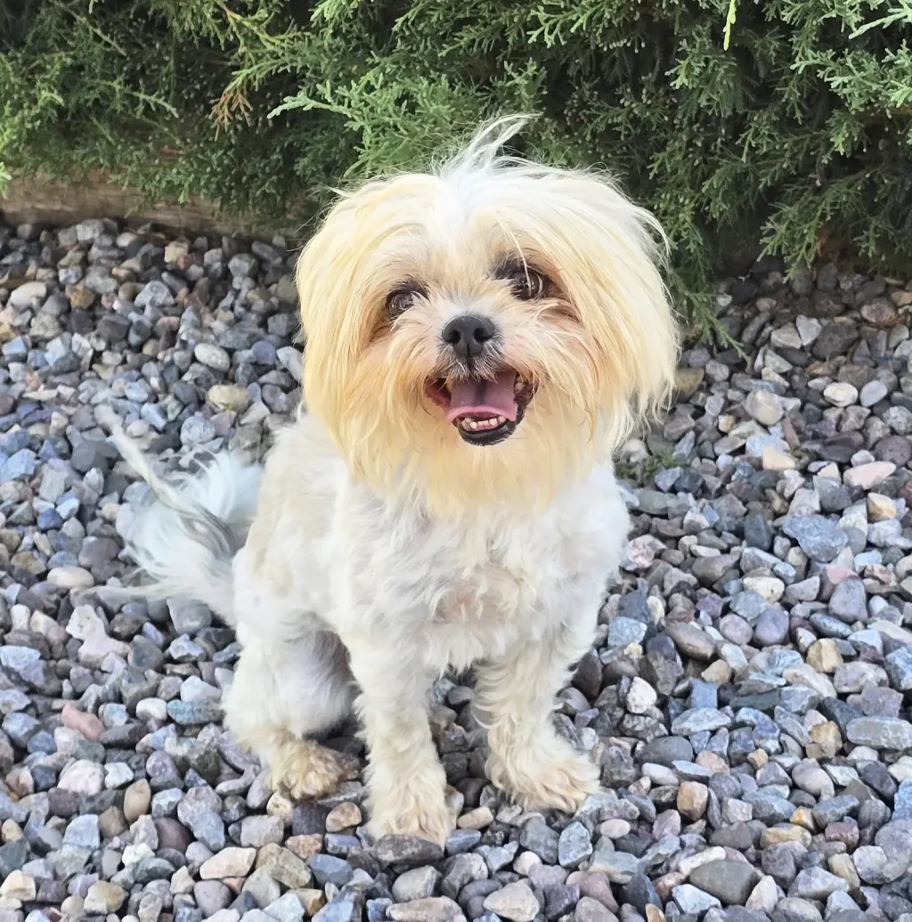 Yummy Lil Ms Yubi ~ Sizzling Shih Tzu !