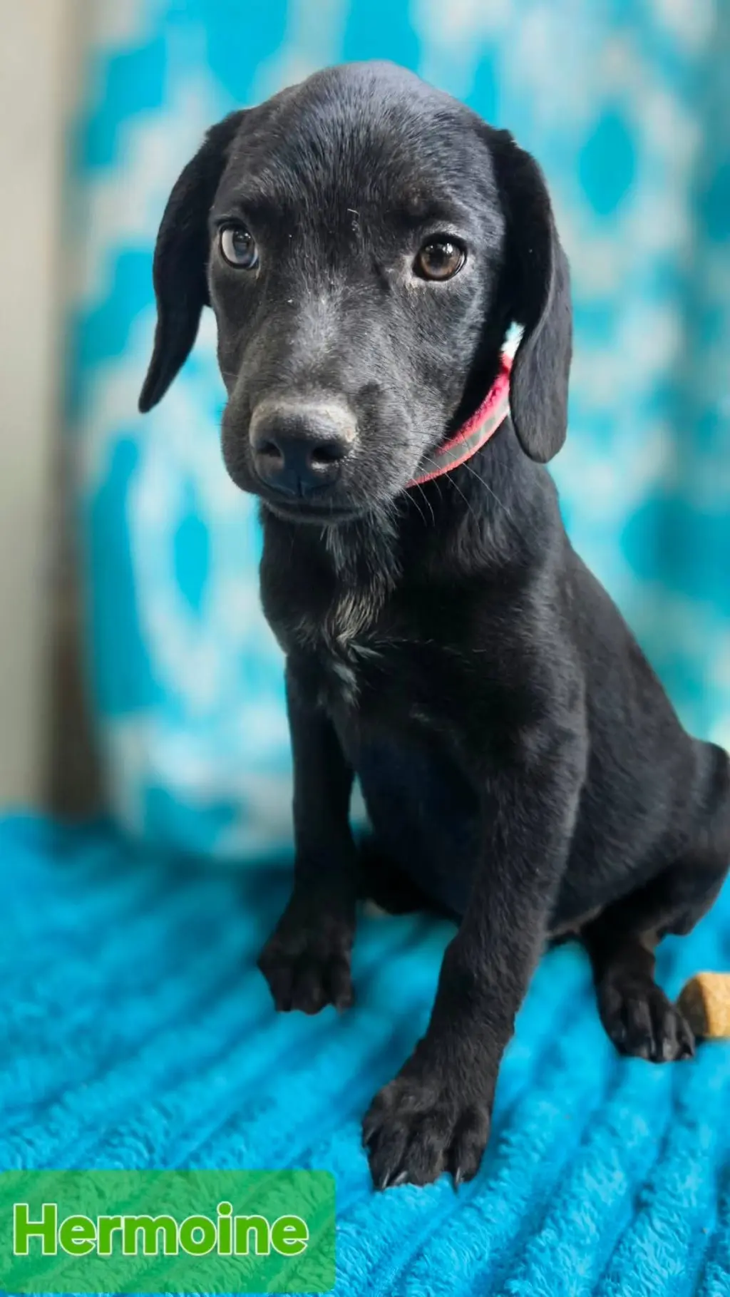 Hermoine - one of 3 playful sisters