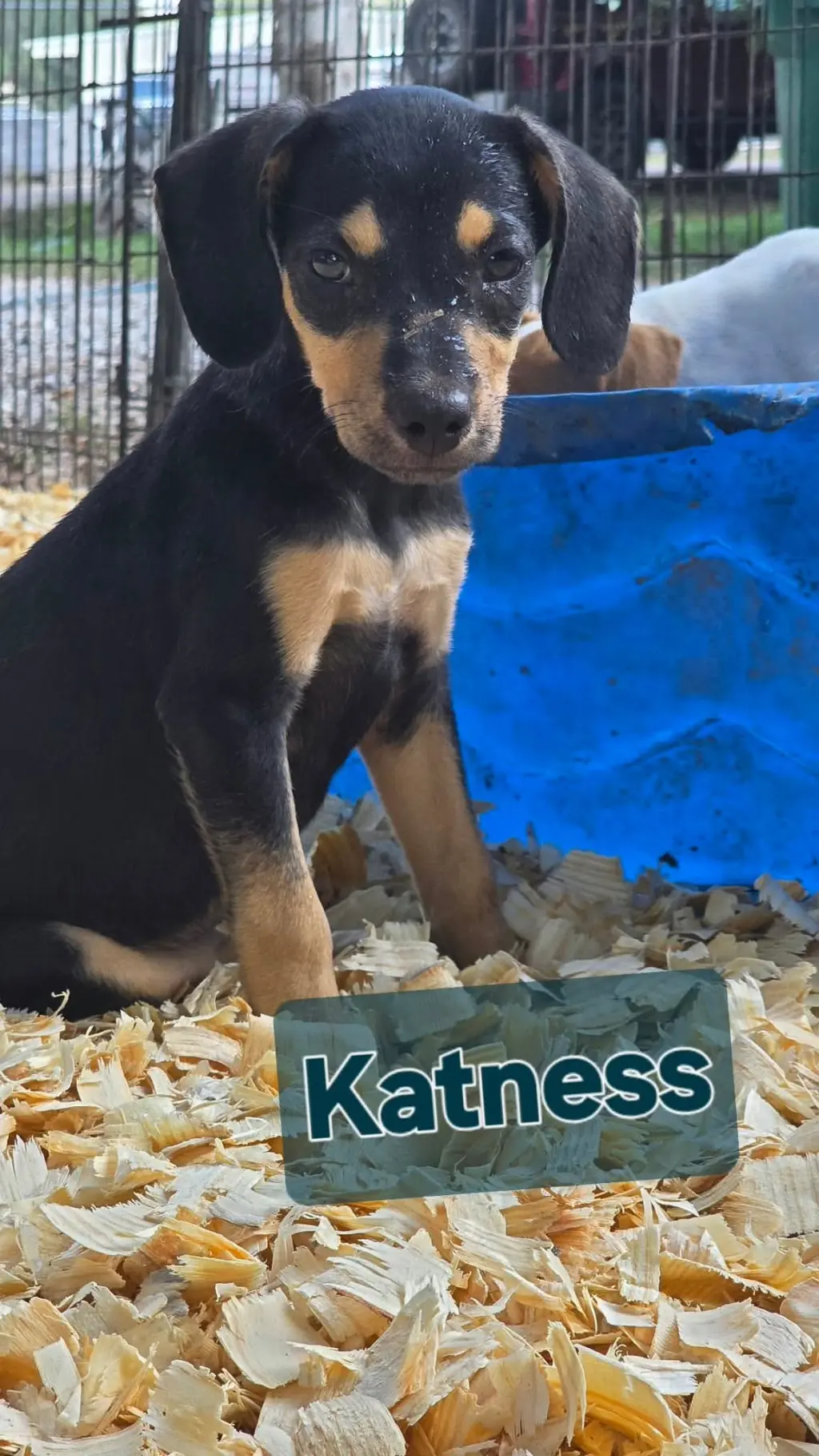 Katness- one of 3 playful sisters