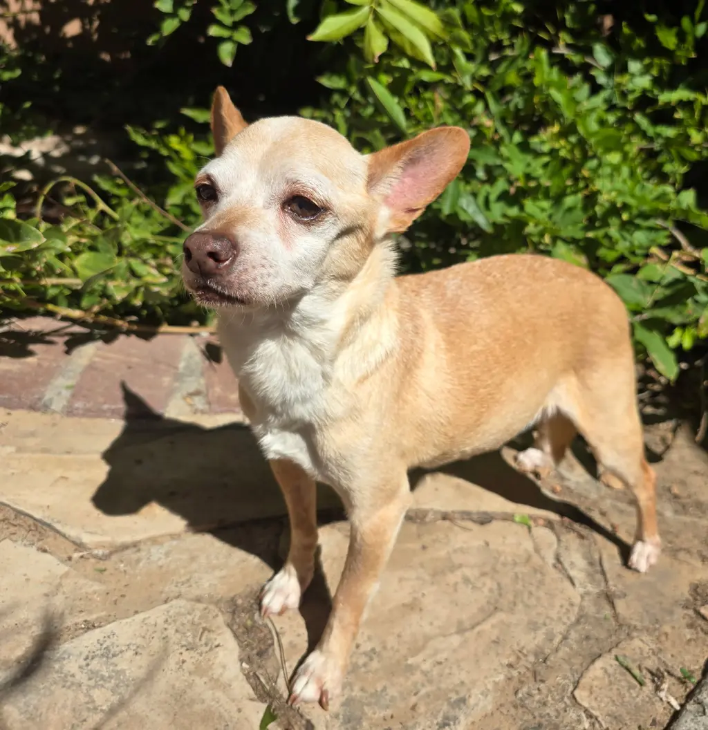 Worthy Lil Mr Willie ~ Outlaw Chihuahua Cuddler