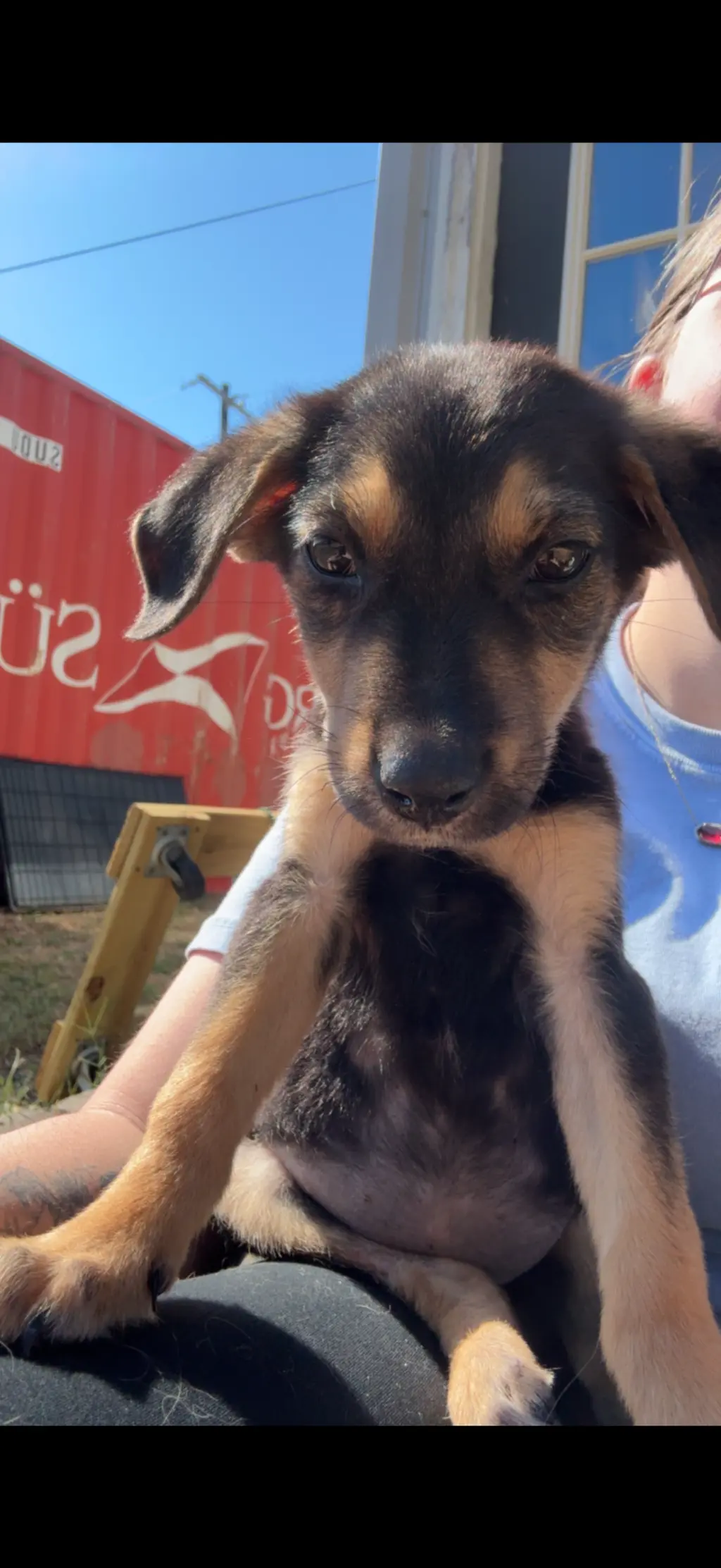 Lucille- sweetest pup