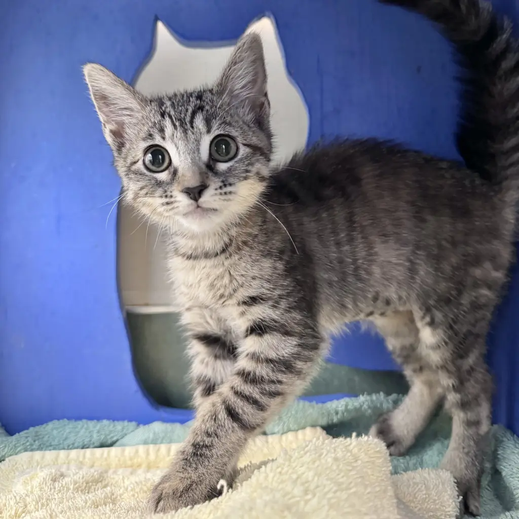 Mitzi